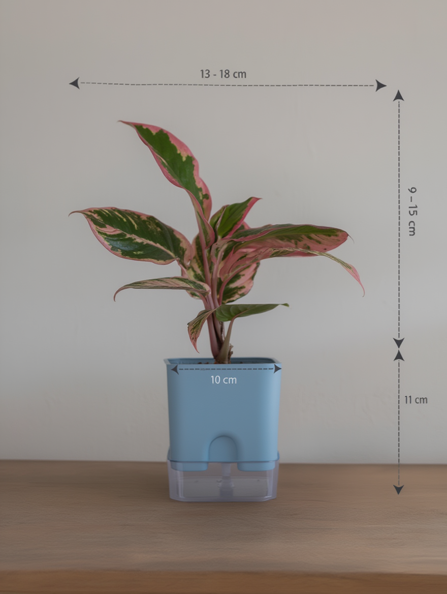 Lipstick Plant Indoor Hanging Desk Plant