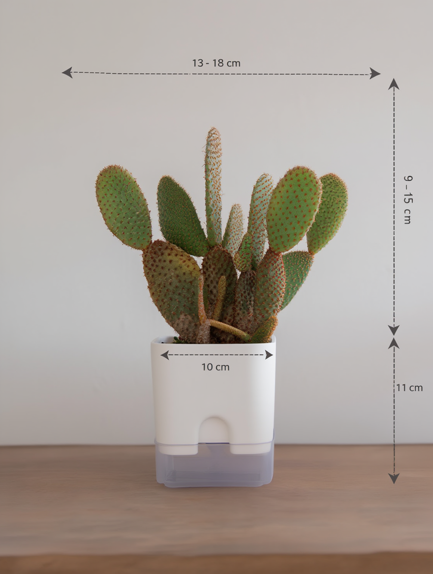 Bunny Ears Cactus Indoor Desk Plant