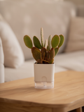Bunny Ears Cactus Indoor Desk Plant