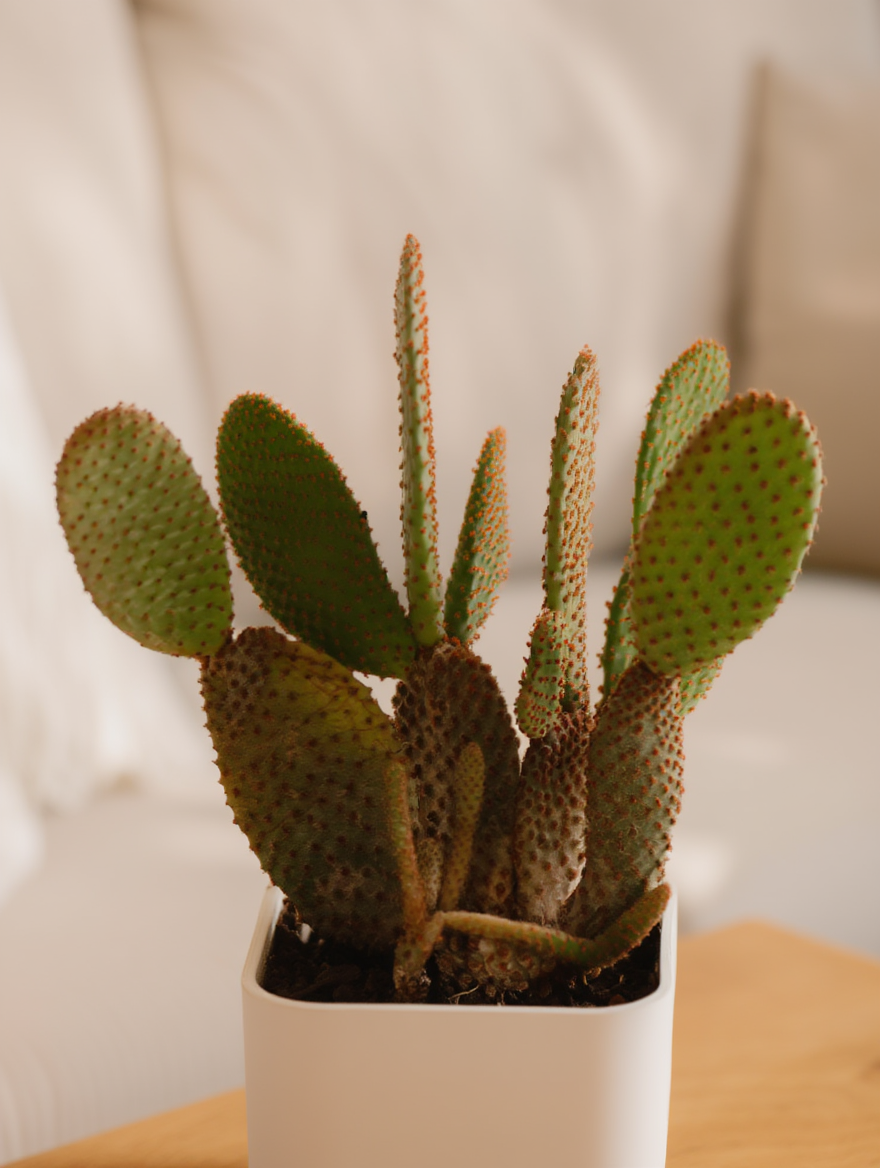 Bunny Ears Cactus Indoor Desk Plant