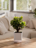 Jade Plant Indoor Lucky Succulent Plant