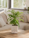 Curry Leaf Plant Indoor Kitchen Plant