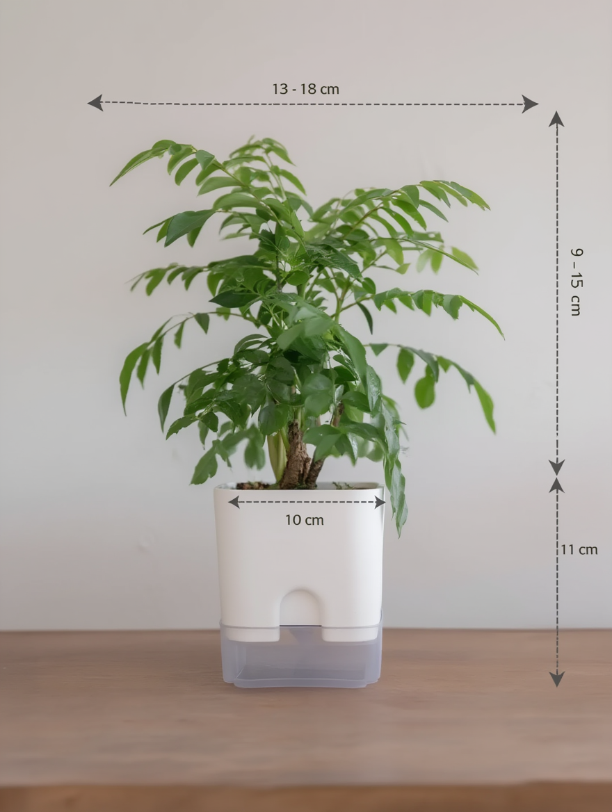 Curry Leaf Plant Indoor Kitchen Plant