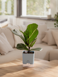 Fiddle Leaf Plant Indoor Desk Plant