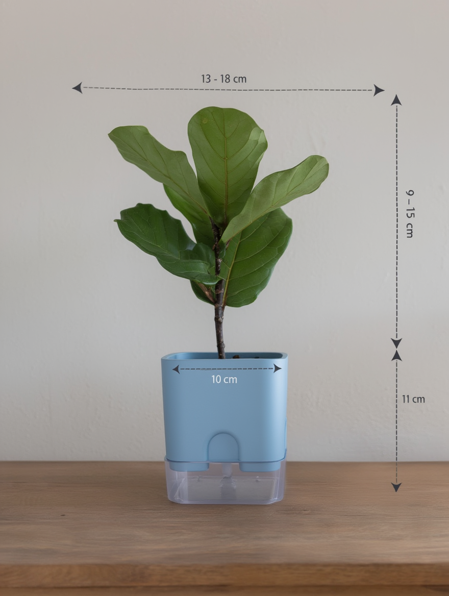 Fiddle Leaf Plant Indoor Desk Plant