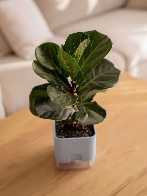 Fiddle Leaf Plant Indoor Desk Plant