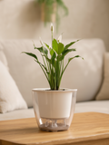 Peace Lily Plant Indoor Desk Plant