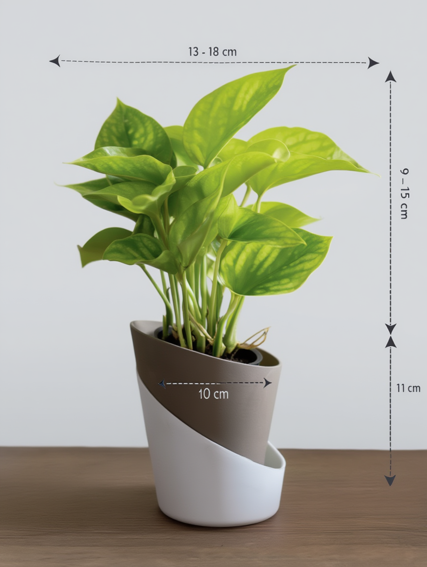 Golden Money Plant Indoor Lucky Plant