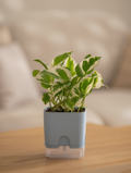 N’Joy Money Plant Indoor Variegated Pothos