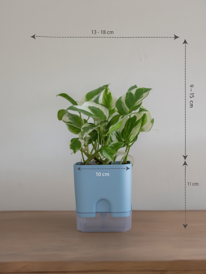 N’Joy Money Plant Indoor Variegated Pothos