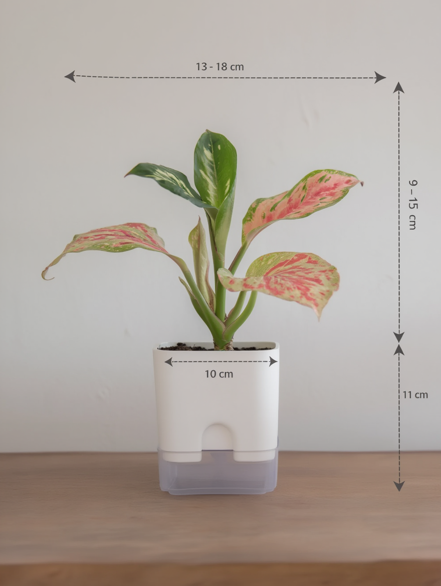 Pink Valentine Plant Indoor Gift Plant