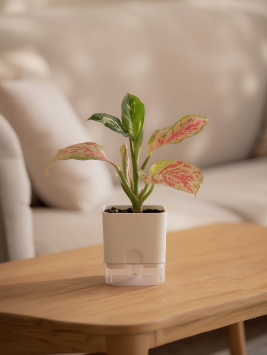 Pink Valentine Plant Indoor Gift Plant