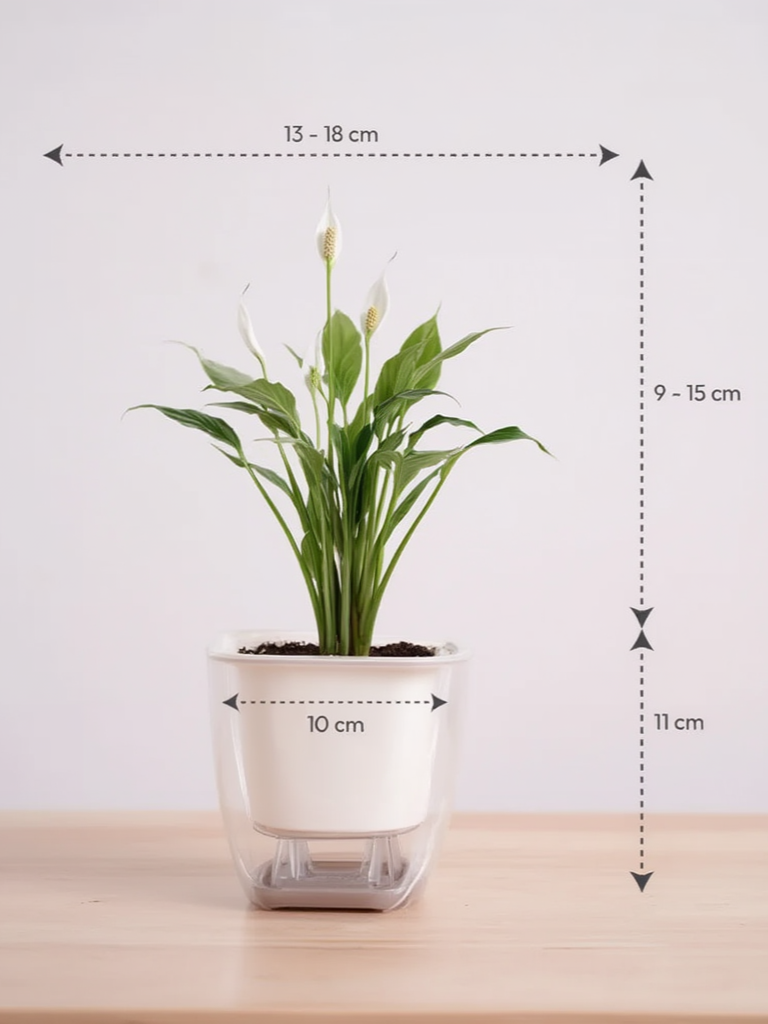 Peace Lily Plant  |  Air Purifying Desk Plant