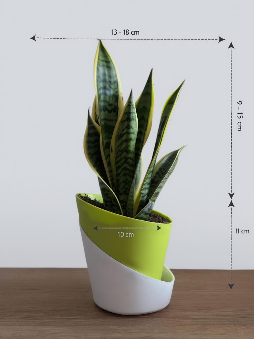 Snake Plant Indoor Low Maintenance Plant
