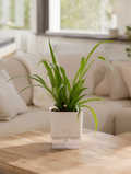 Spider Plant Indoor Low Maintenance Plant