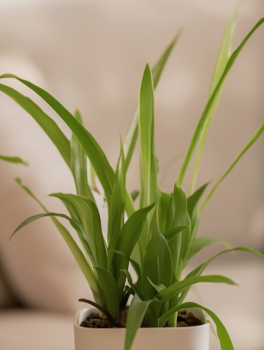Spider Plant Indoor Low Maintenance Plant