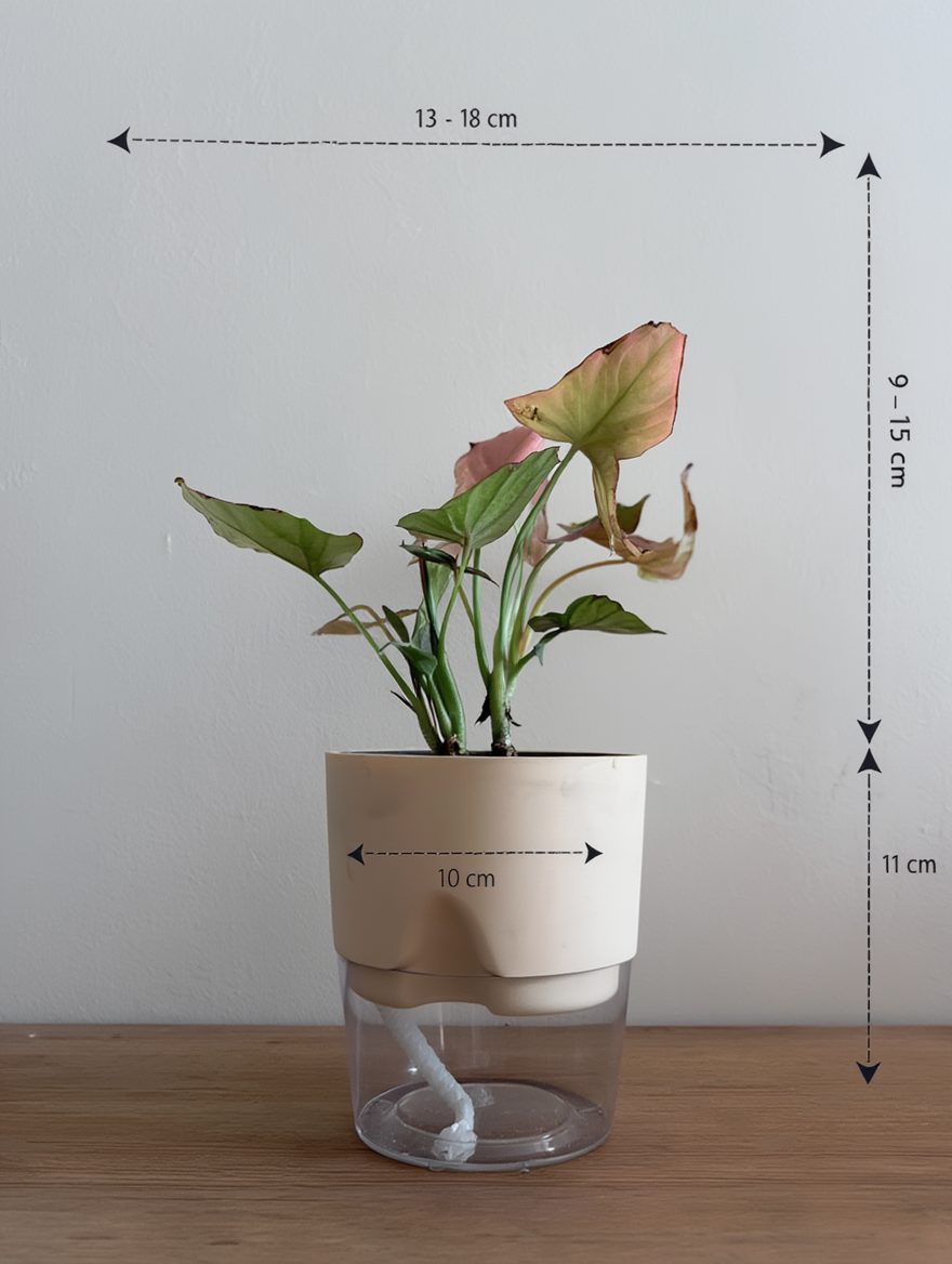 Syngonium Pink Plant Indoor Decor Plant